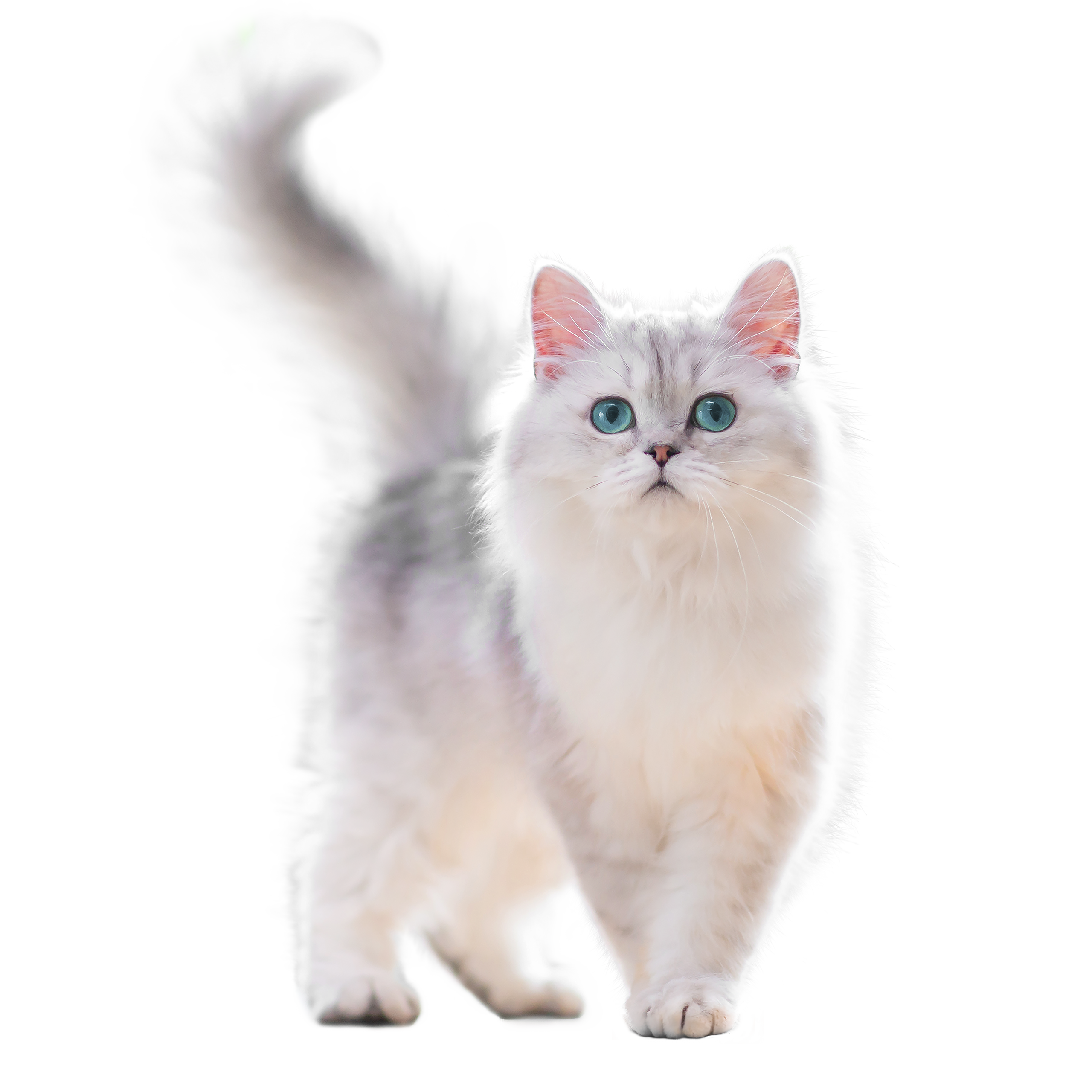 catwalk