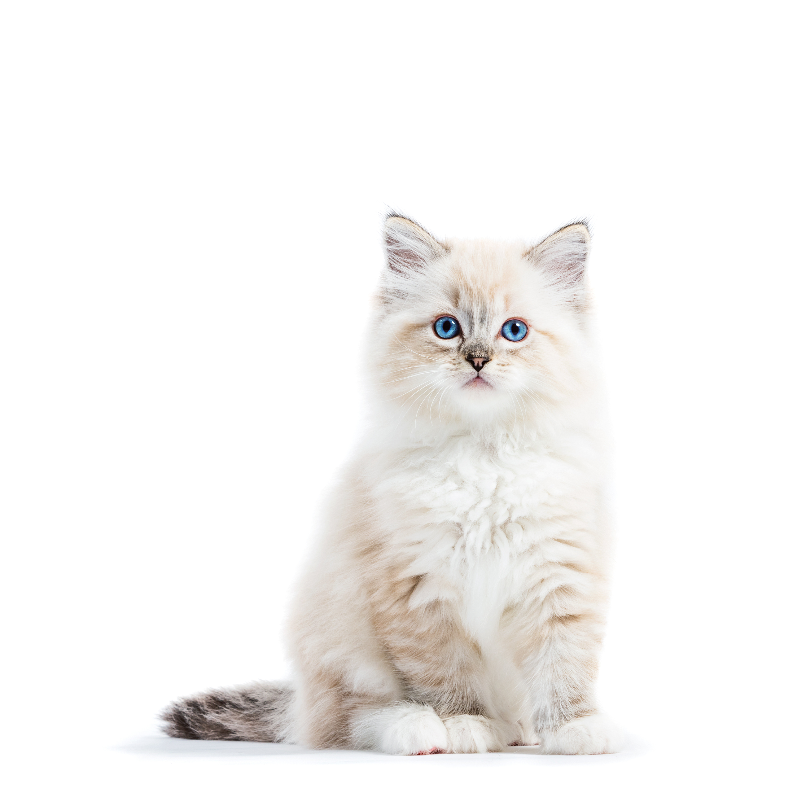 Silky Cat